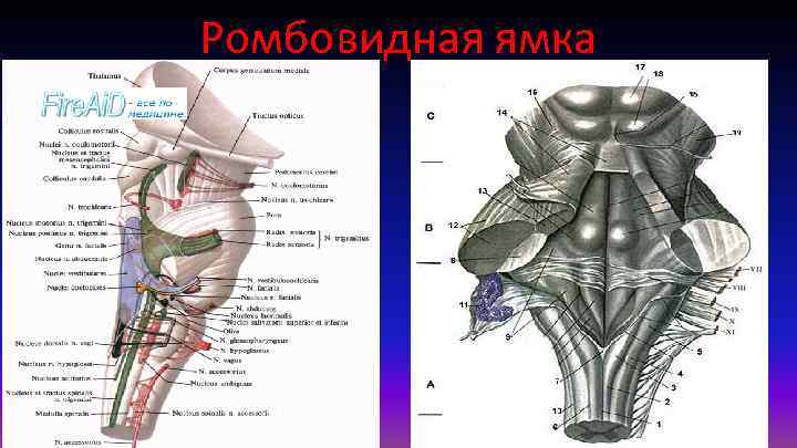 Ромбовидная ямка 