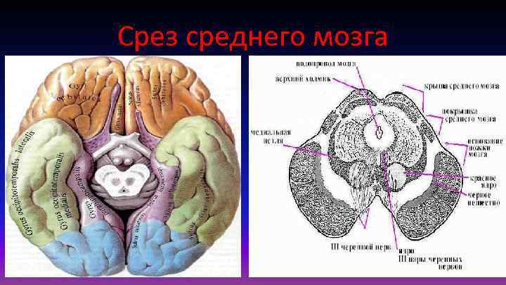 Срез среднего мозга 