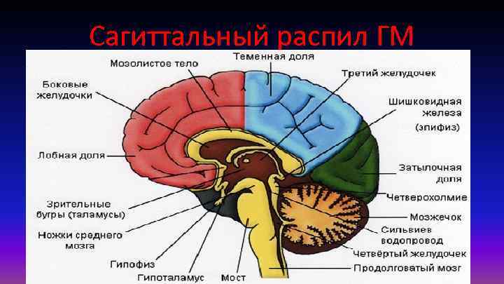 Сагиттальный распил ГМ 