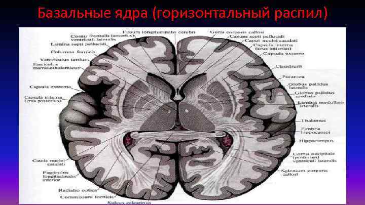 Базальные ядра (горизонтальный распил) 