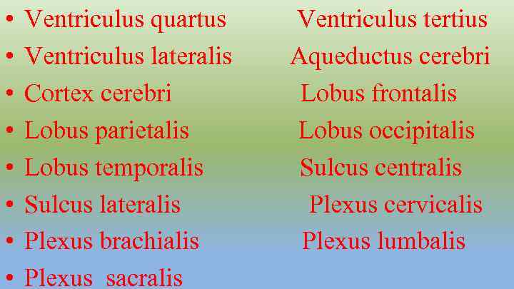  • • Ventriculus quartus Ventriculus lateralis Cortex cerebri Lobus parietalis Lobus temporalis Sulcus