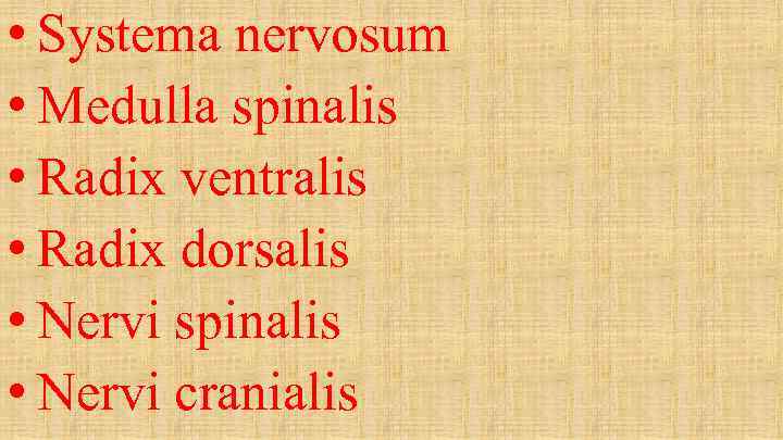  • Systema nervosum • Medulla spinalis • Radix ventralis • Radix dorsalis •