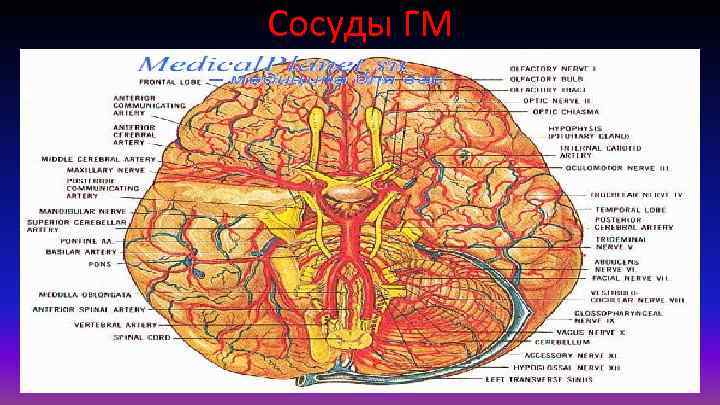 Сосуды ГМ 