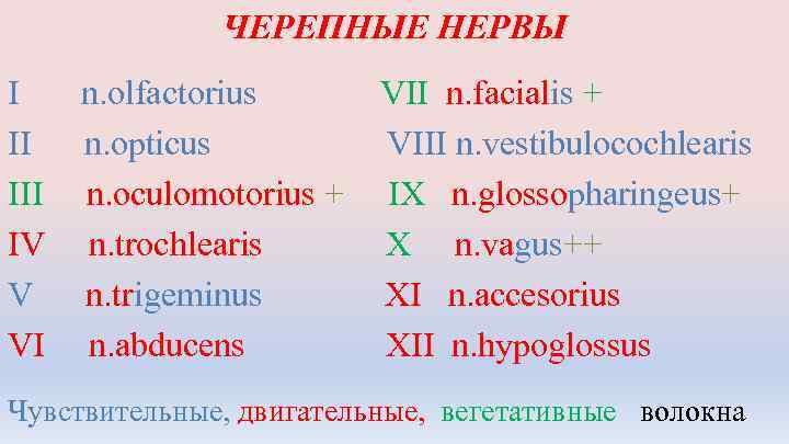 ЧЕРЕПНЫЕ НЕРВЫ I II IV V VI n. olfactorius n. opticus n. oculomotorius +