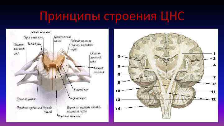 Принципы строения ЦНС 