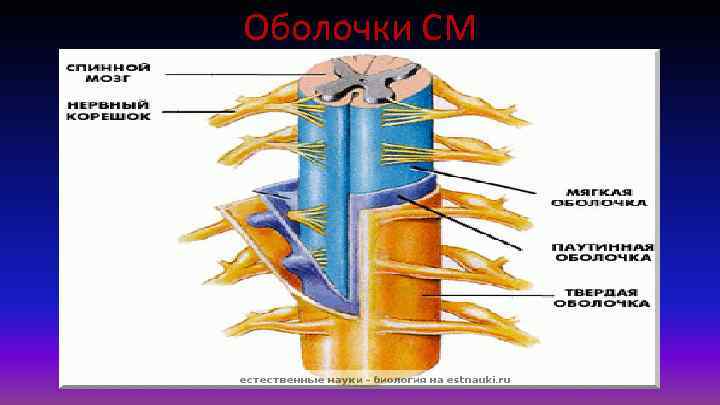 Оболочки СМ 