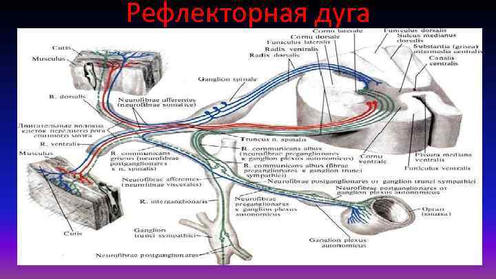 Рефлекторная дуга 