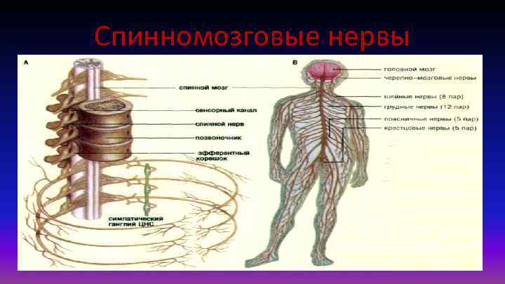 Спинномозговые нервы 