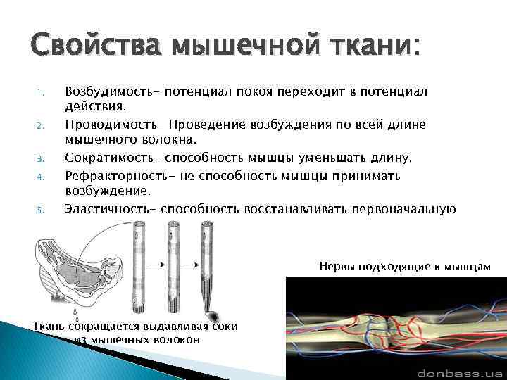 Свойства мышечной ткани: 1. 2. 3. 4. 5. Возбудимость- потенциал покоя переходит в потенциал