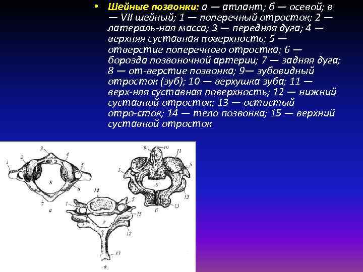 Зубовидный отросток шейного позвонка. Атлант и осевой позвонок. Передняя дуга 1 шейного позвонка. Верхушка зуба осевого позвонка. Суставные поверхности зуба осевого позвонка.