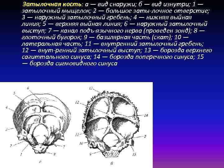 Борозды синусов. Мыщелки затылочной кости анатомия. Скат затылочной кости анатомия. Наружный затылочный Выступ.