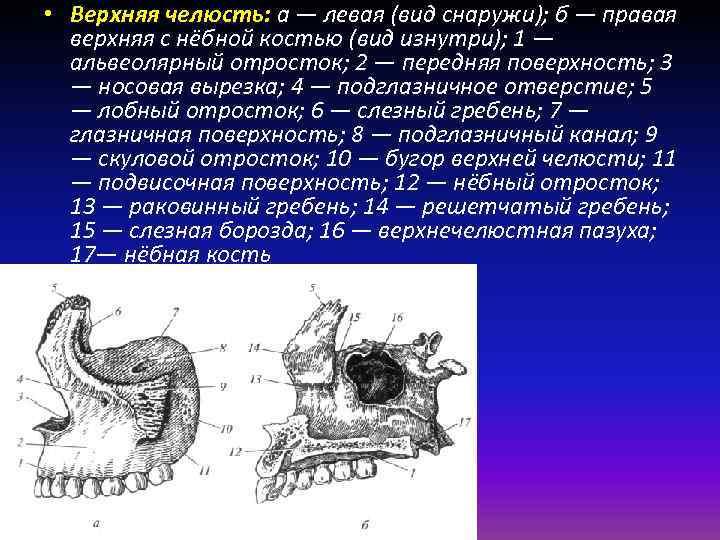 Альвеолярные бугры верхней челюсти