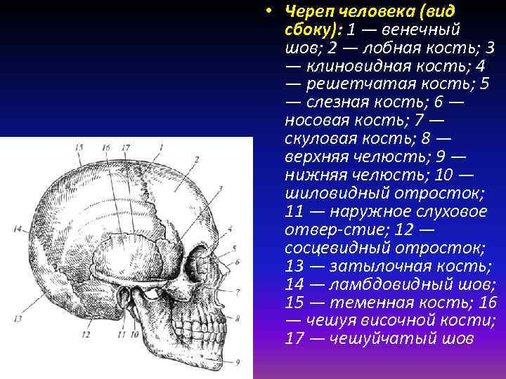  • Череп человека (вид сбоку): 1 — венечный шов; 2 — лобная кость;