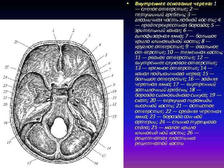  • Внутреннее основание черепа: 1 — слепое отверстие; 2 — петушиный гребень; 3