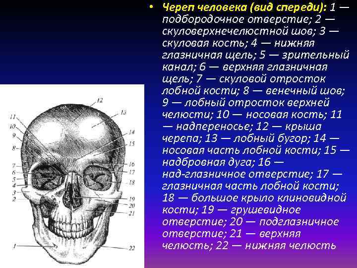 Лицевой скелет черепа. Строение лицевого черепа сбоку. Череп человека анатомия вид спереди. Строение черепа вид сбоку вид спереди. Череп вид спереди.