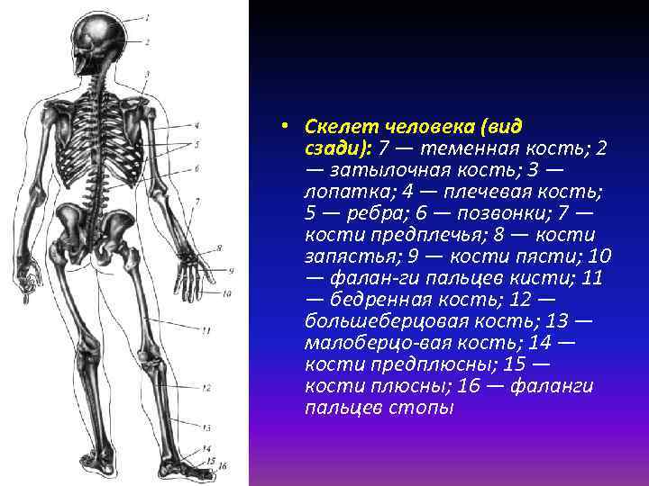 Плоские кости скелета человека
