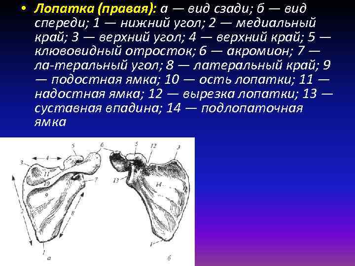  • Лопатка (правая): а — вид сзади; б — вид спереди; 1 —