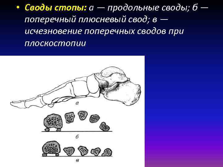 Свод стопы