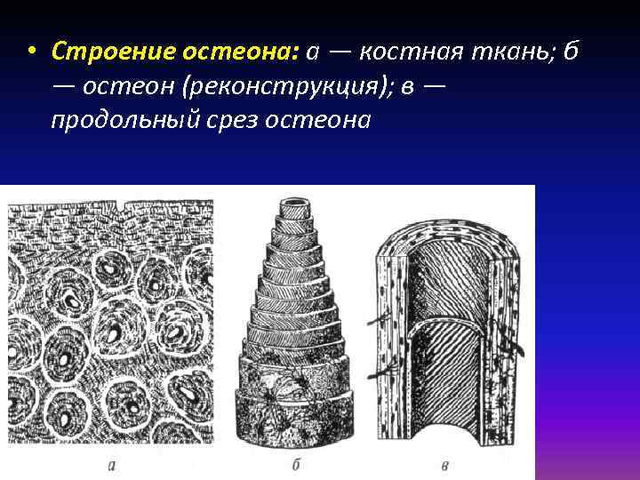 Остеон строение рисунок