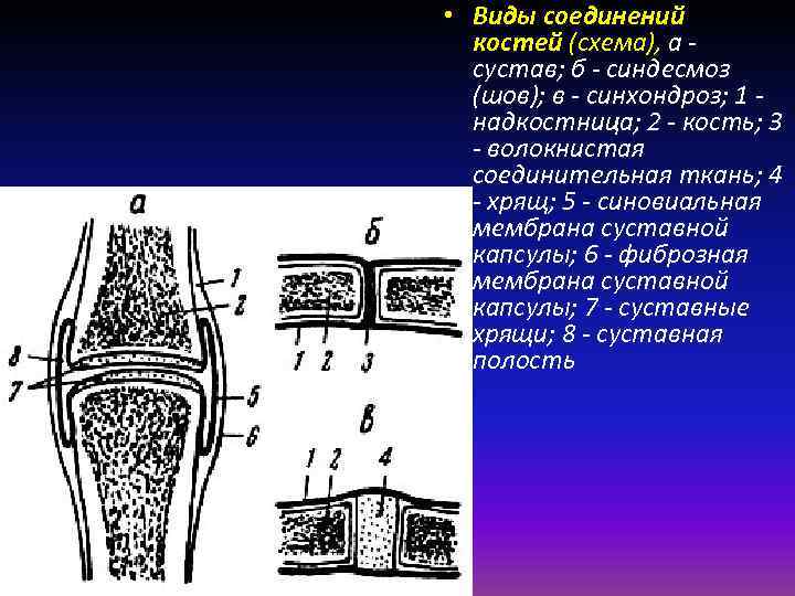  • Виды соединений костей (схема), а сустав; б синдесмоз (шов); в синхондроз; 1