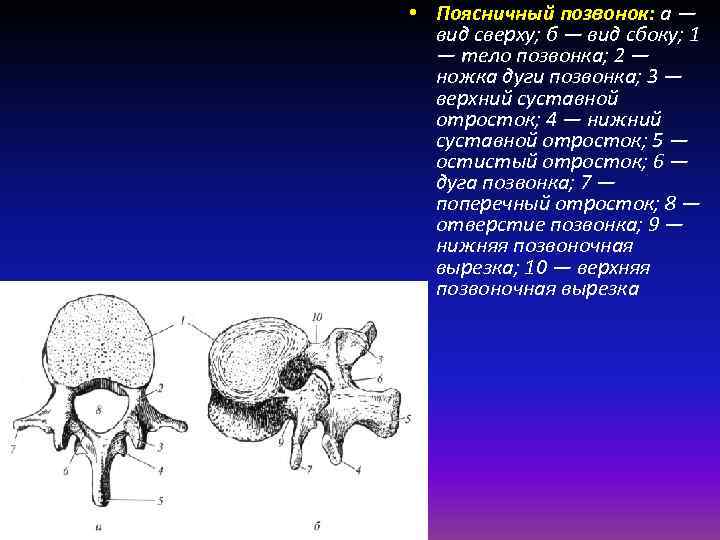  • Поясничный позвонок: a — вид сверху; б — вид сбоку; 1 —