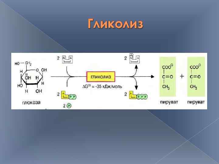 Гликолиз 
