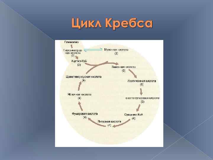 Цикл Кребса 