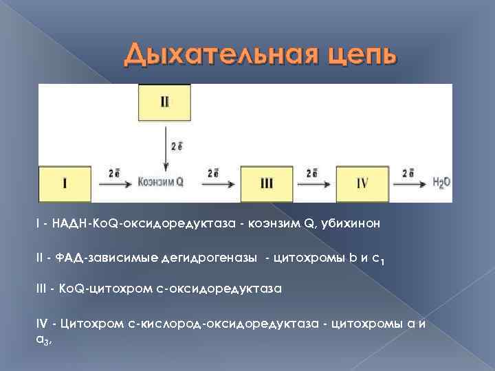 Дыхательная цепь I - НАДН-Ко. Q-оксидоредуктаза - коэнзим Q, убихинон II - ФАД-зависимые дегидрогеназы