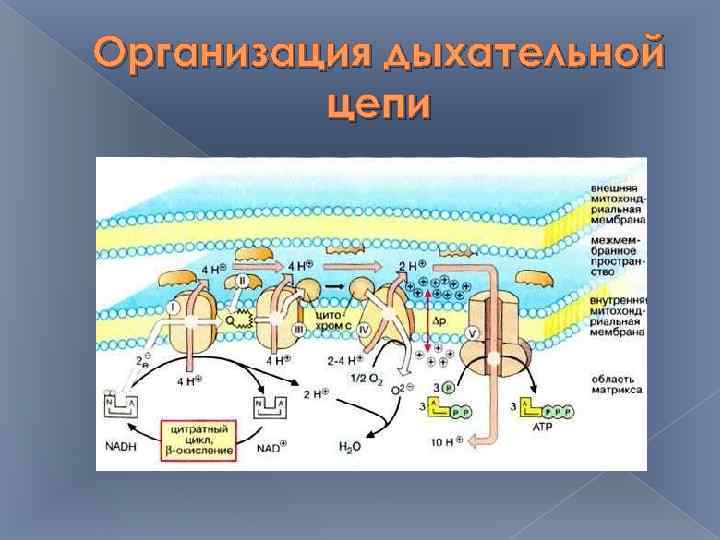 Организация дыхательной цепи 
