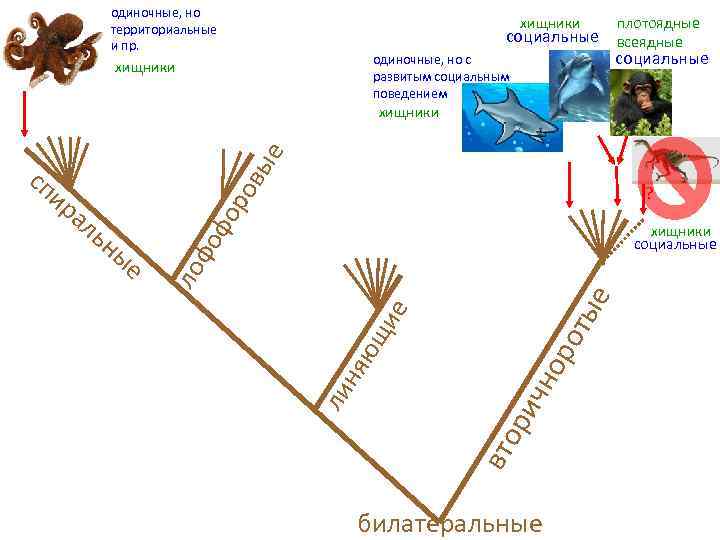 одиночные, но территориальные и пр. хищники социальные одиночные, но с развитым социальным поведением хищники