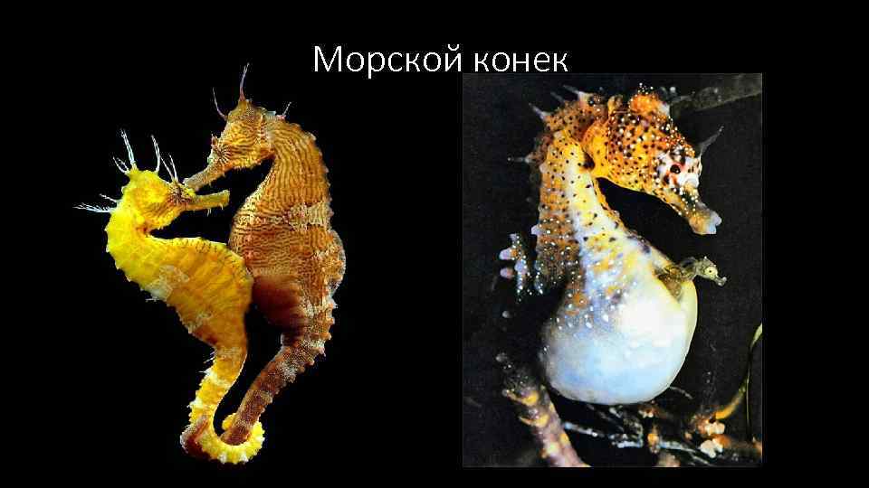 Морской конек 