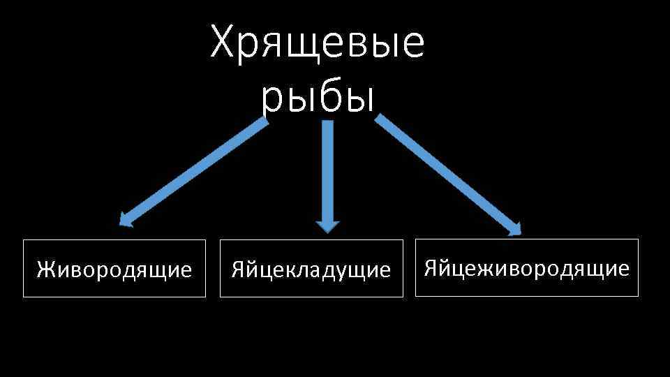 Хрящевые рыбы Живородящие Яйцекладущие Яйцеживородящие 