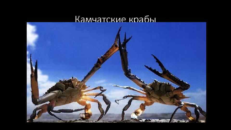 Камчатские крабы 