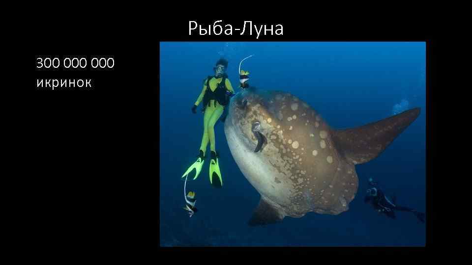 Рыба-Луна 300 000 икринок 