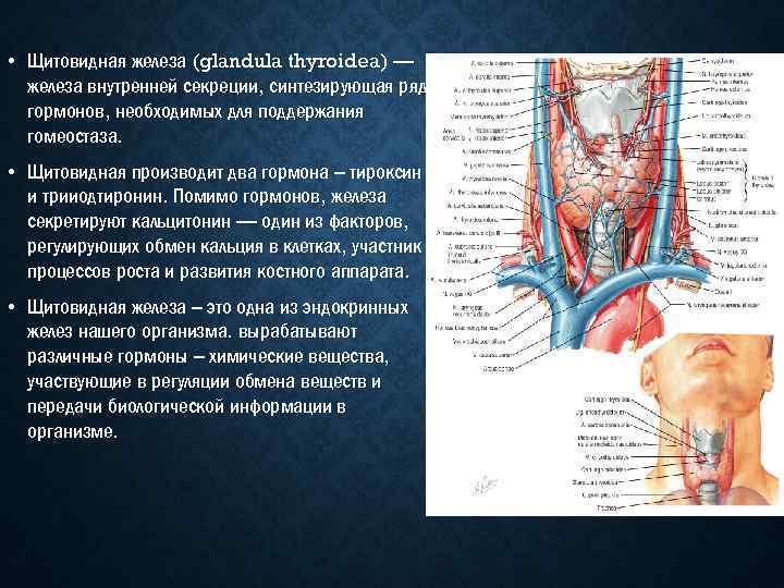 Как выглядит рак щитовидной железы на узи описание фото