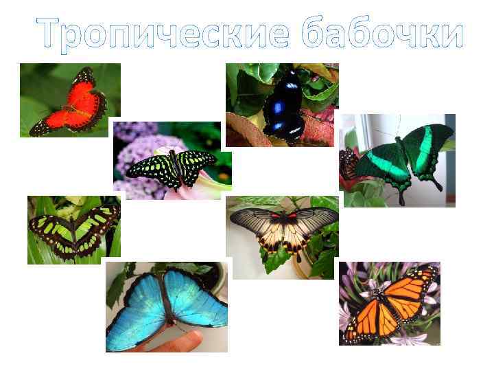Тропические бабочки 