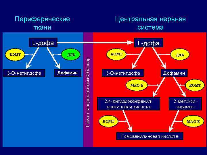 Периферические ткани Центральная нервная система L-дофа 3 -О-метилдофа КОМТ ДДК Дофамин Гемато-энцефалический барьер КОМТ