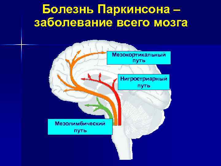 Болезнь Паркинсона – заболевание всего мозга Мезокортикальный путь Hигростриарный путь Мезолимбический путь 