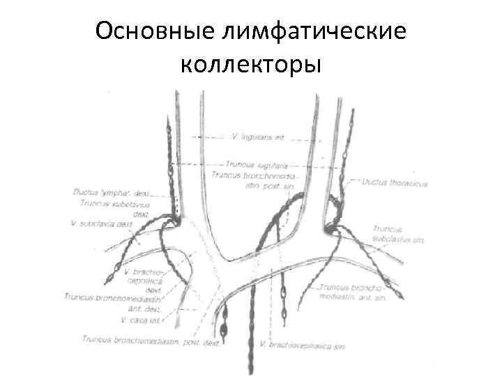 Основные лимфатические коллекторы 