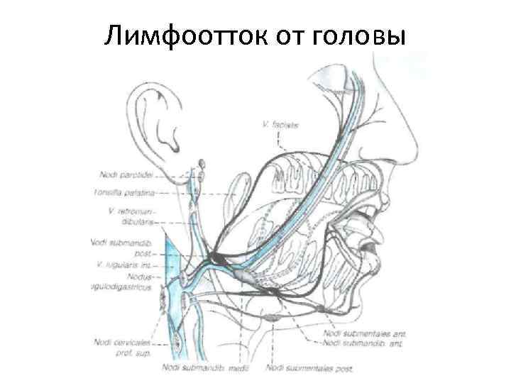 Лимфоотток на лице и шее схема