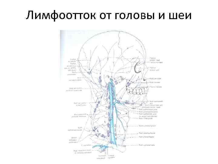 Лимфатическая система лица и шеи схема циркуляции и массажных движений