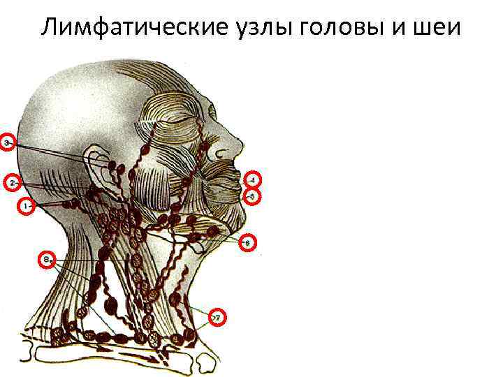 Лимфатические узлы на шее расположение у мужчин фото и описание