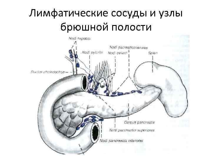 Лимфатические сосуды и узлы брюшной полости 