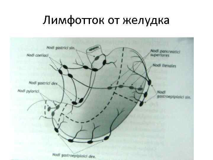 Лимфатические протоки схема