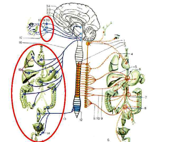 Рисунок вегетативная нервная система неттера