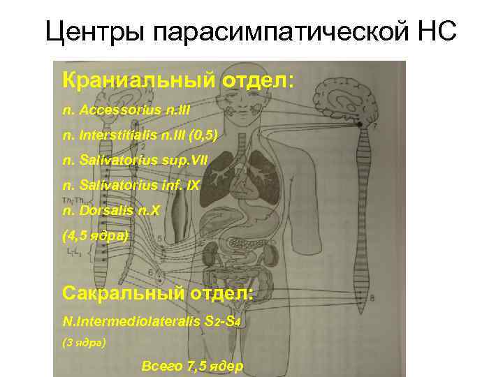 Краниальный это. Краниобульбарный отдел вегетативной нервной системы. Краниальный отдел парасимпатической системы. Краниальный и сакральный отделы. Краниальный и сакральный отдел парасимпатической нервной системы.