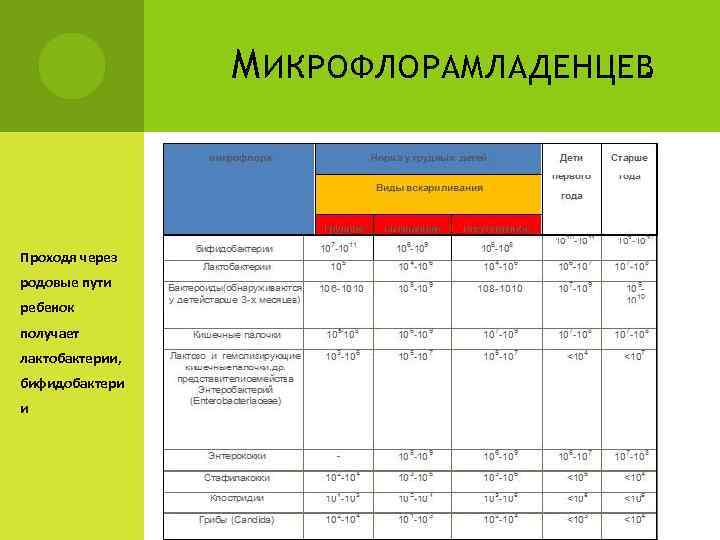 М ИКРОФЛОРАМЛАДЕНЦЕВ. Проходя через родовые пути ребенок получает лактобактерии, бифидобактери и 