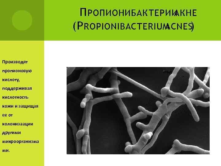 П РОПИОНИБАКТЕРИИ АКНЕ (P ROPIONIBACTERIUM ACNES ) Производят пропионовую кислоту, поддерживая кислотность кожи и