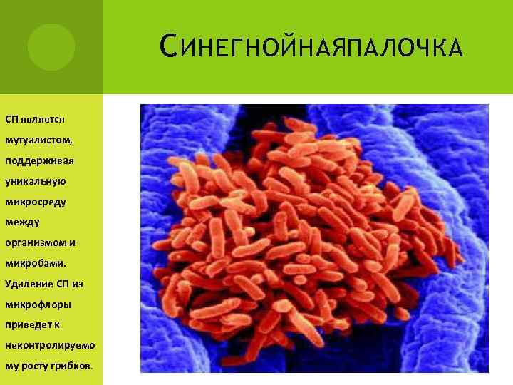 С ИНЕГНОЙНАЯПАЛОЧКА СП является мутуалистом, поддерживая уникальную микросреду между организмом и микробами. Удаление СП