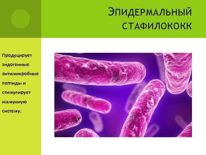 Э ПИДЕРМАЛЬНЫЙ СТАФИЛОКОКК Продуцирует эндогенные антимикробные пептиды и стимулирует иммунную систему. 